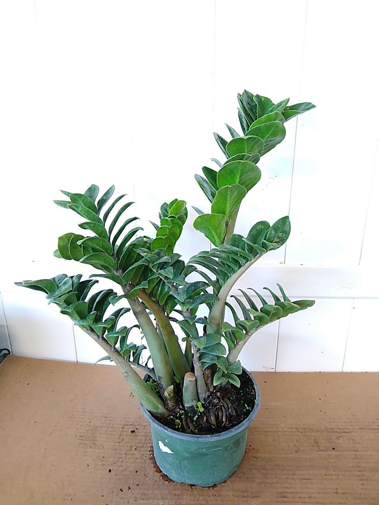 Buy Dwarf ZZ Plant, Zamioculcas zamiifolia 'Zenzi' | Free Shipping over ...