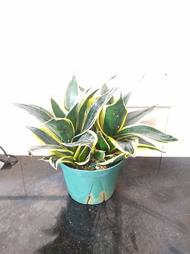 Sansevieria Trifasciata ‘hahnii Black Gold Plantvine